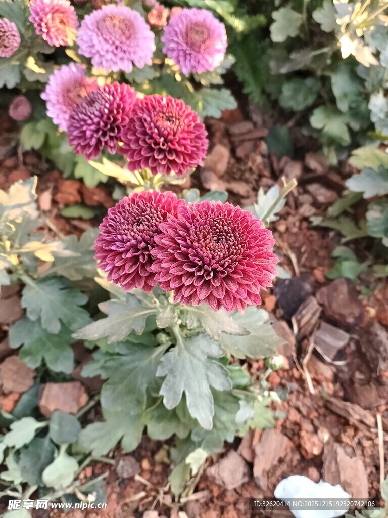 艳丽多彩的绽放菊花