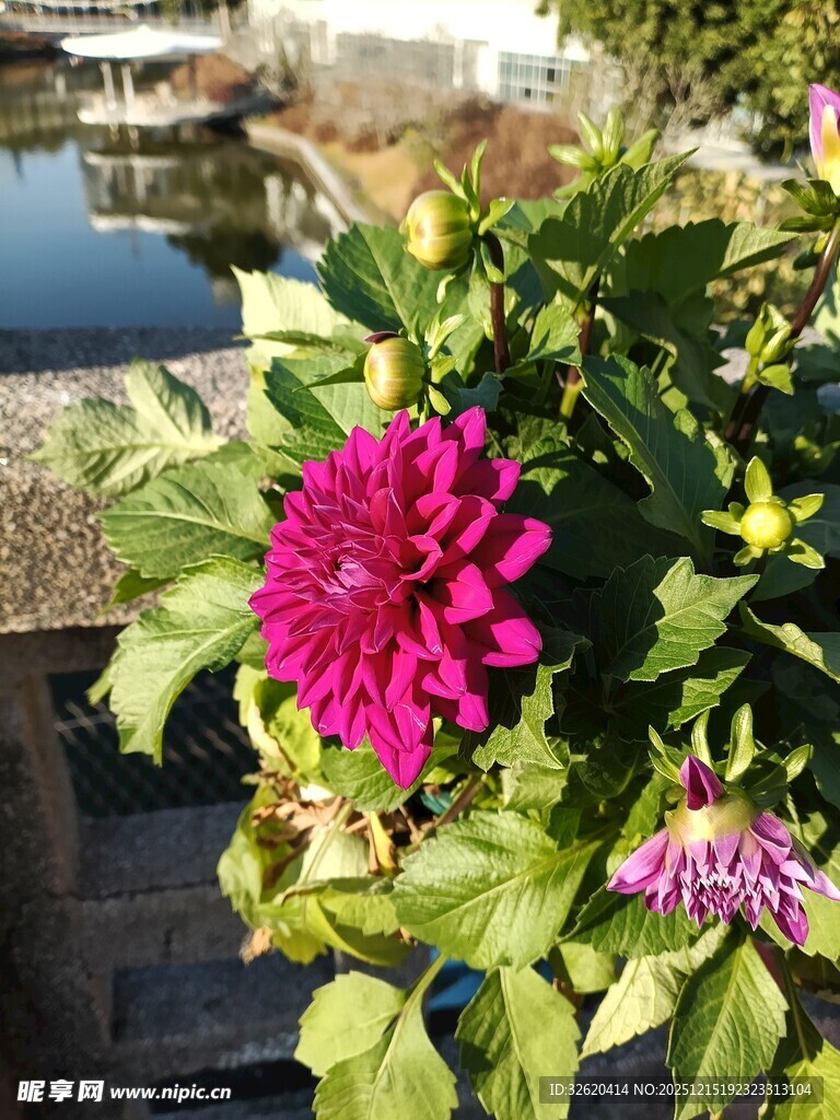 粉色花朵