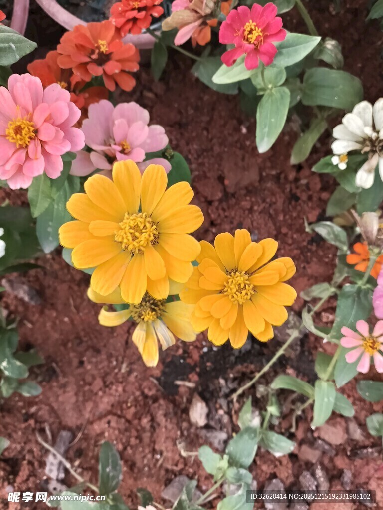 多彩花卉绽放