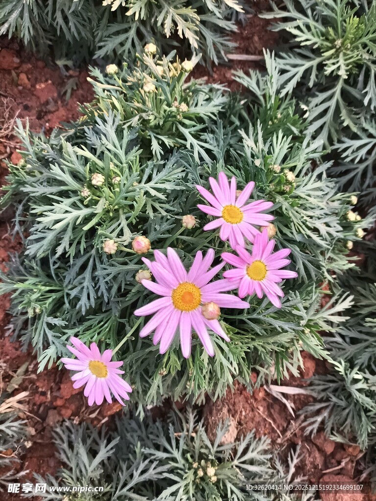 粉色雏菊绽放