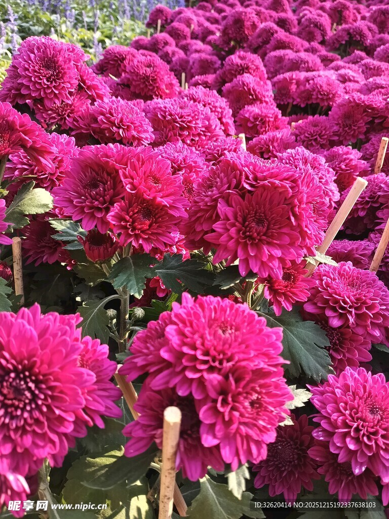 艳丽紫菊绽放