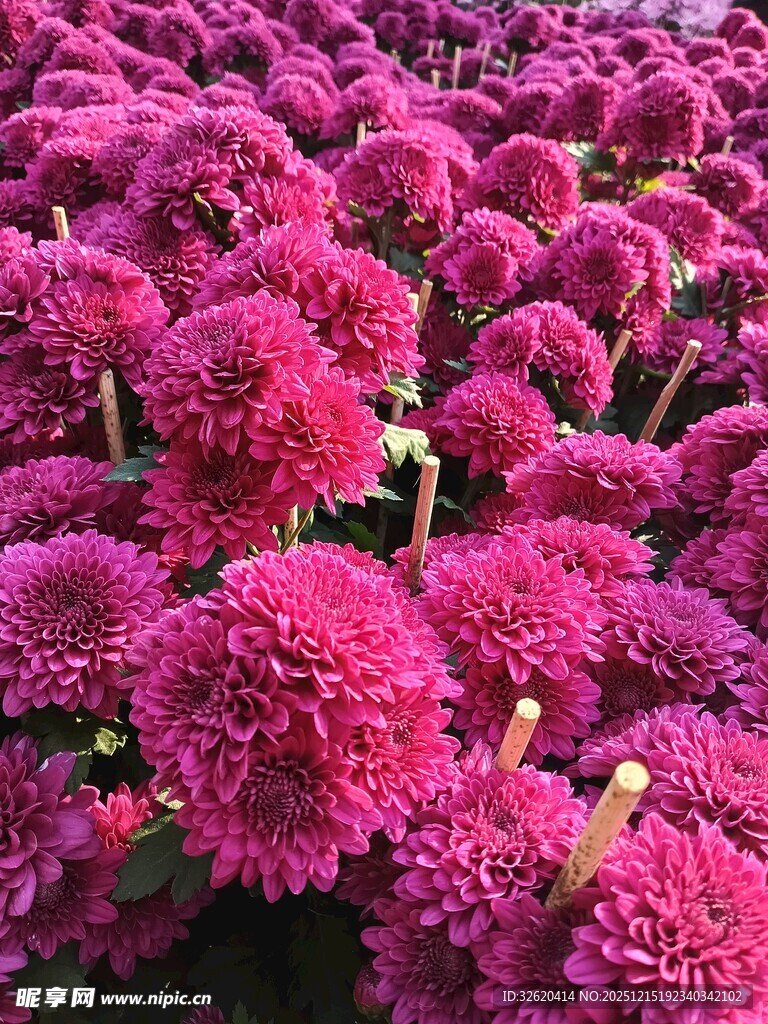 艳丽紫菊绽放
