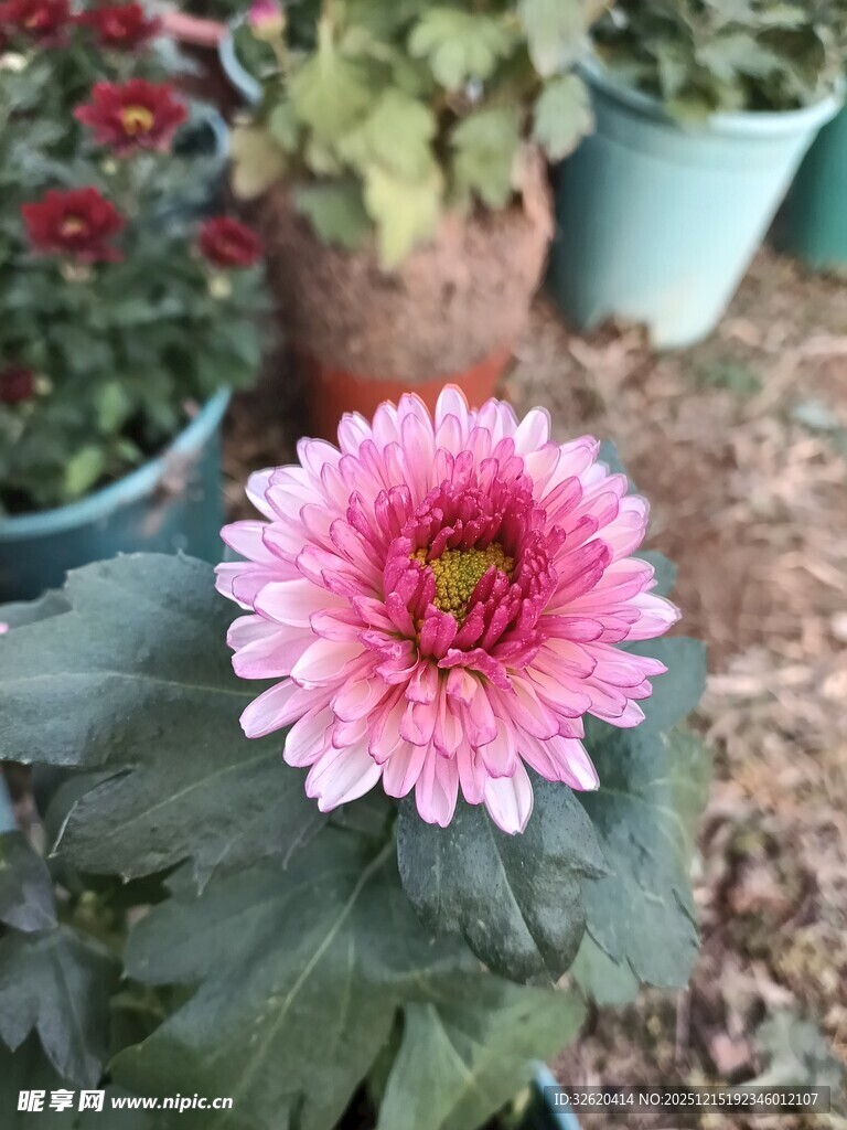 娇艳粉色菊花