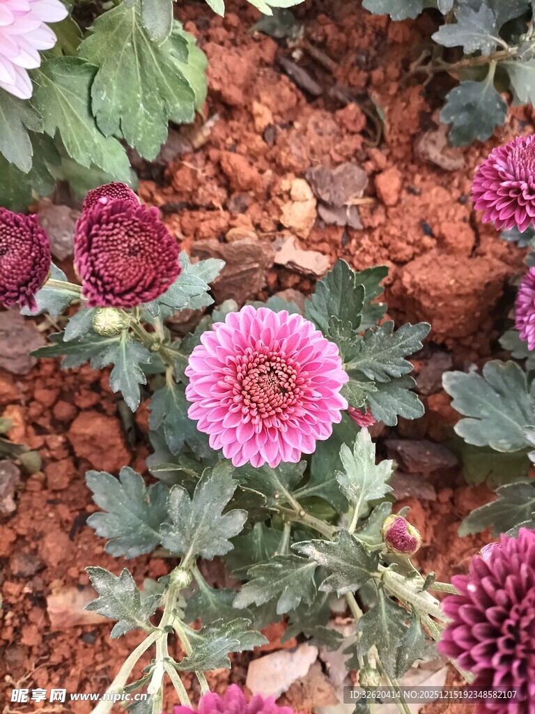 多彩菊花绽放