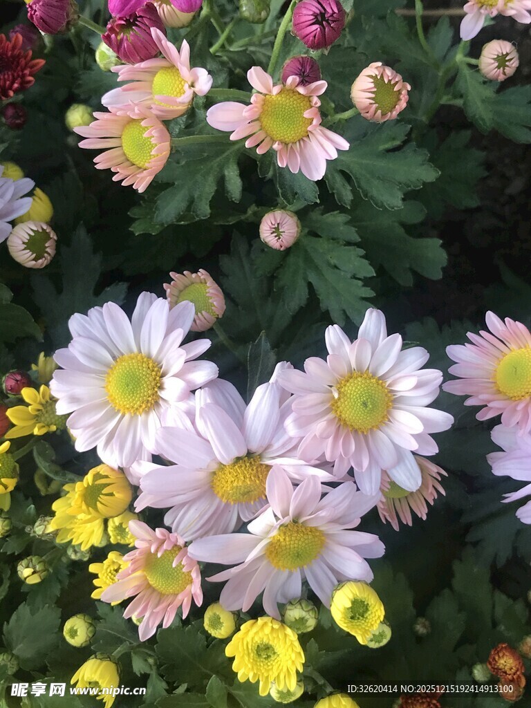 多彩雏菊绽放
