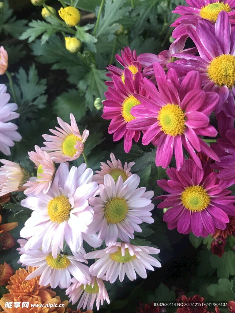 多彩菊花绽放