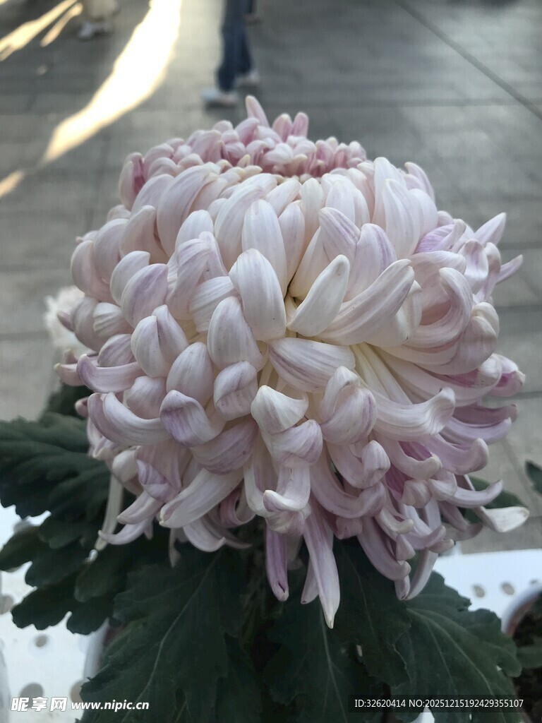 粉色菊花