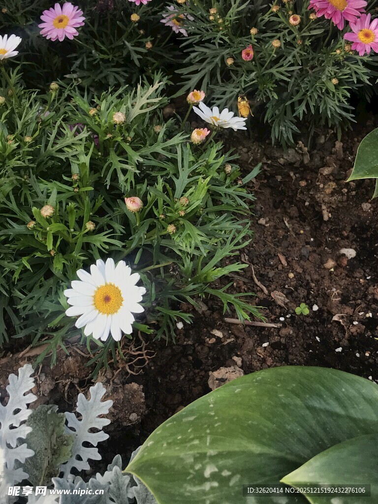 美丽雏菊