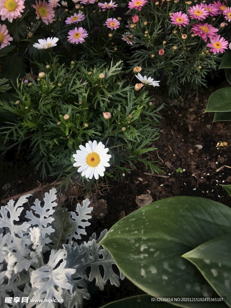 多彩花卉绽放