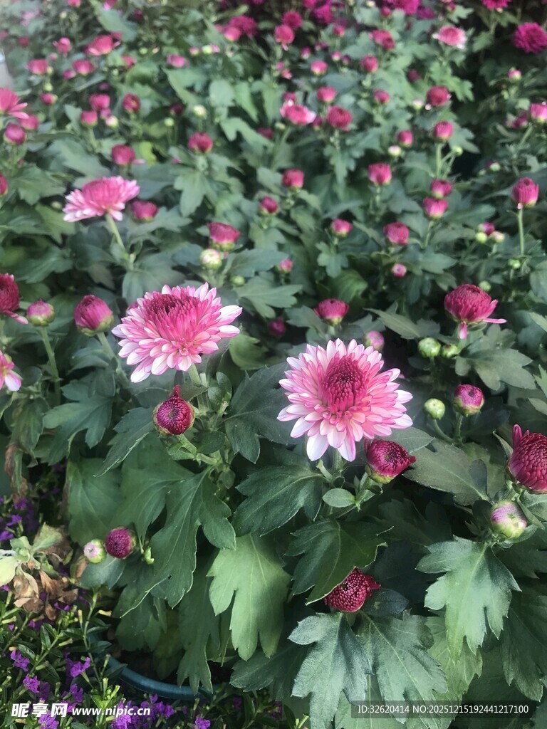粉色菊花绽放