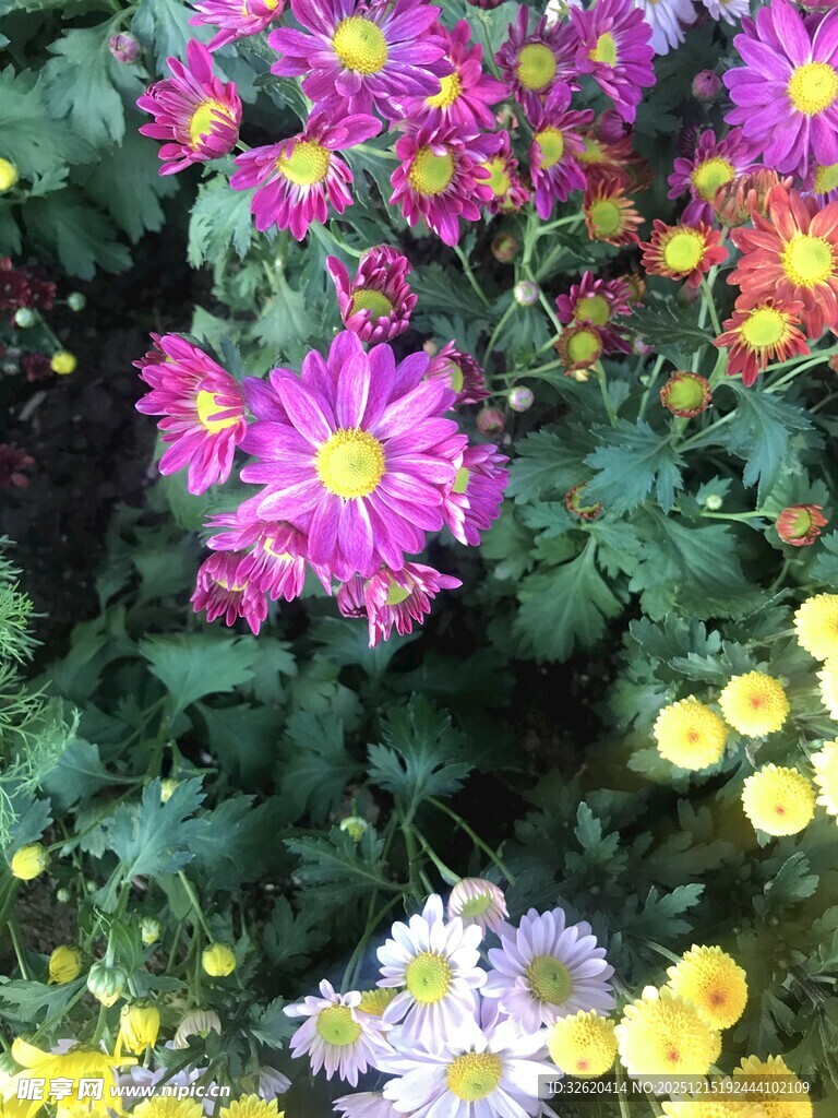 多彩菊花绽放