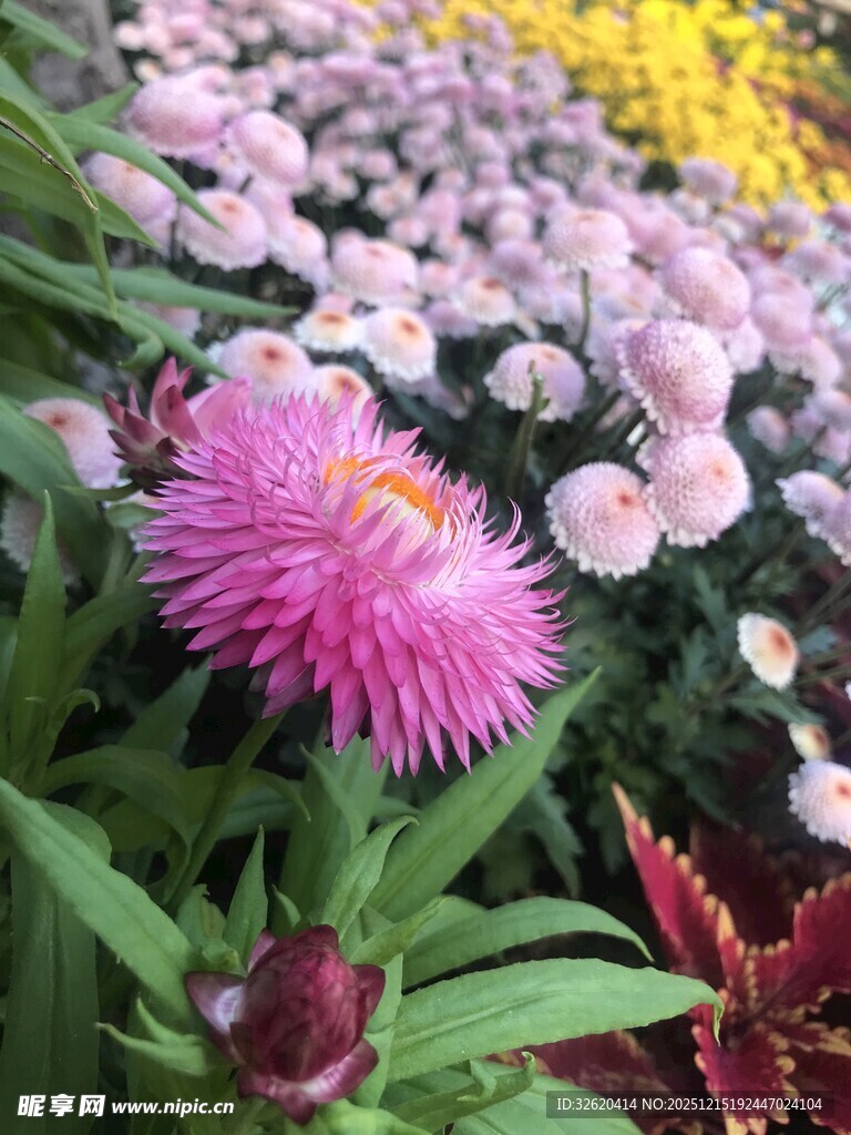 多彩花卉绽放美丽景致