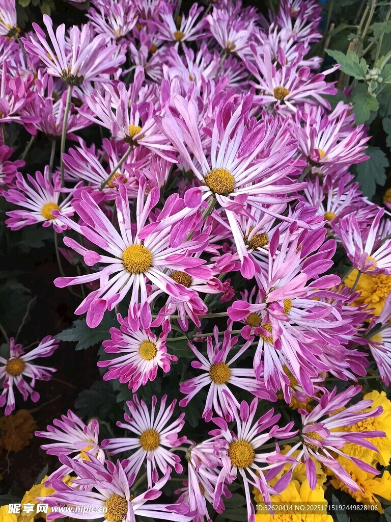 紫菊绽放
