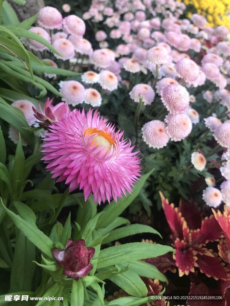 多彩雏菊绽放美丽瞬间