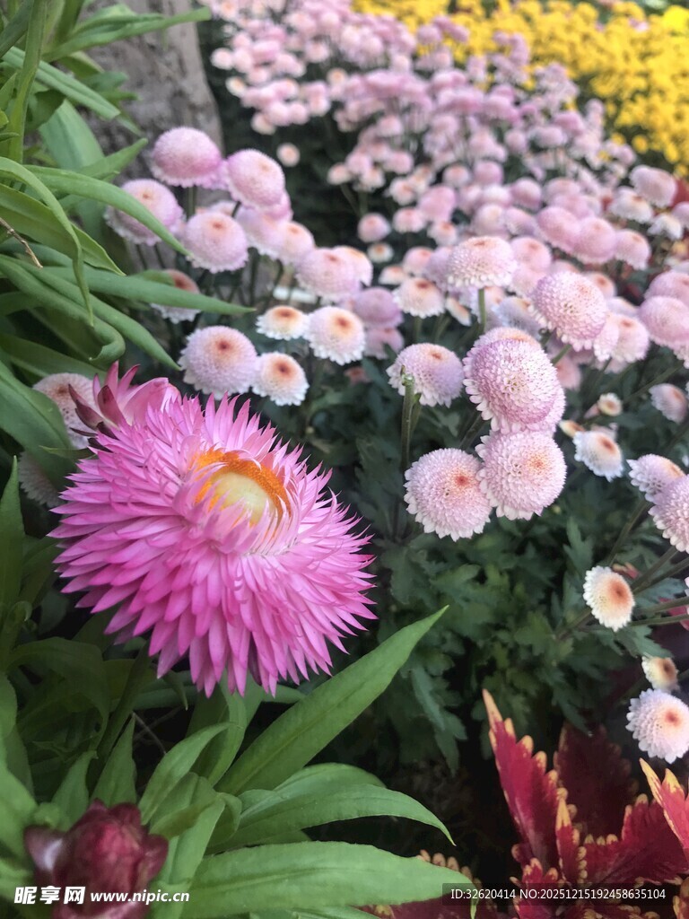多彩雏菊绽放