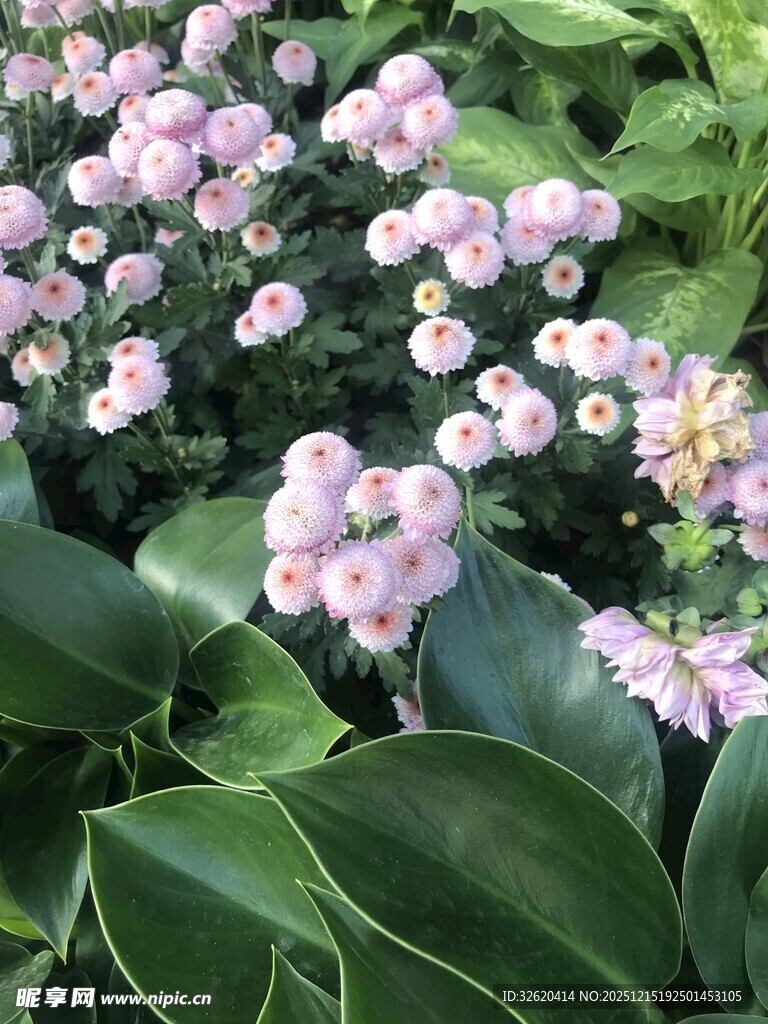 粉色小花与绿叶的景致