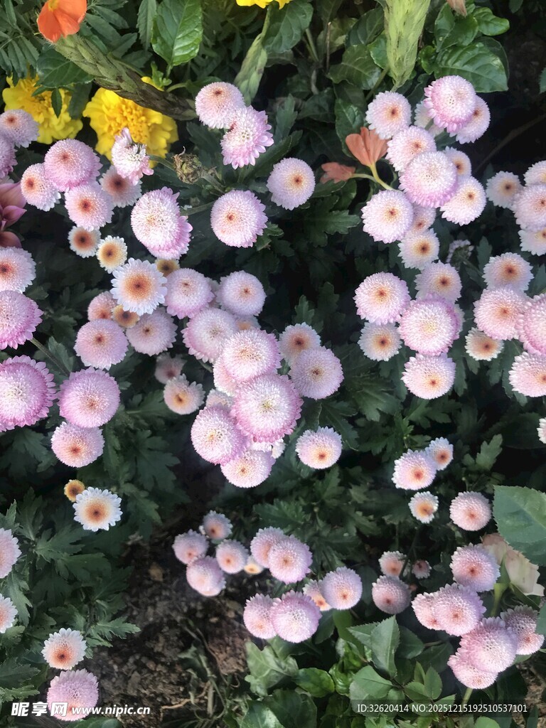 粉紫小花簇拥绽放