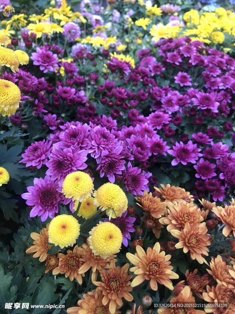 多彩菊花绽放