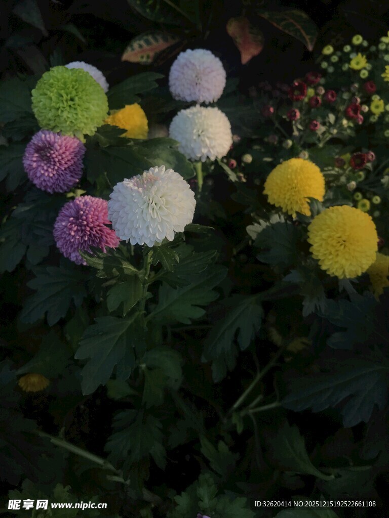 多彩菊花绽放