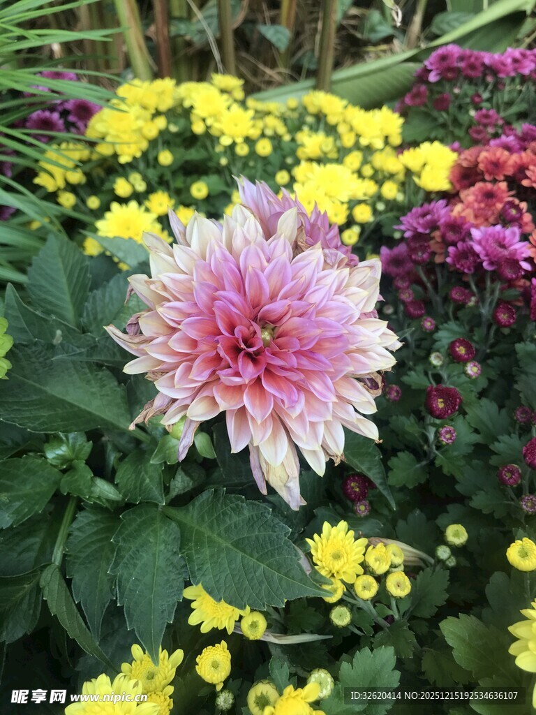 多彩菊花绽放