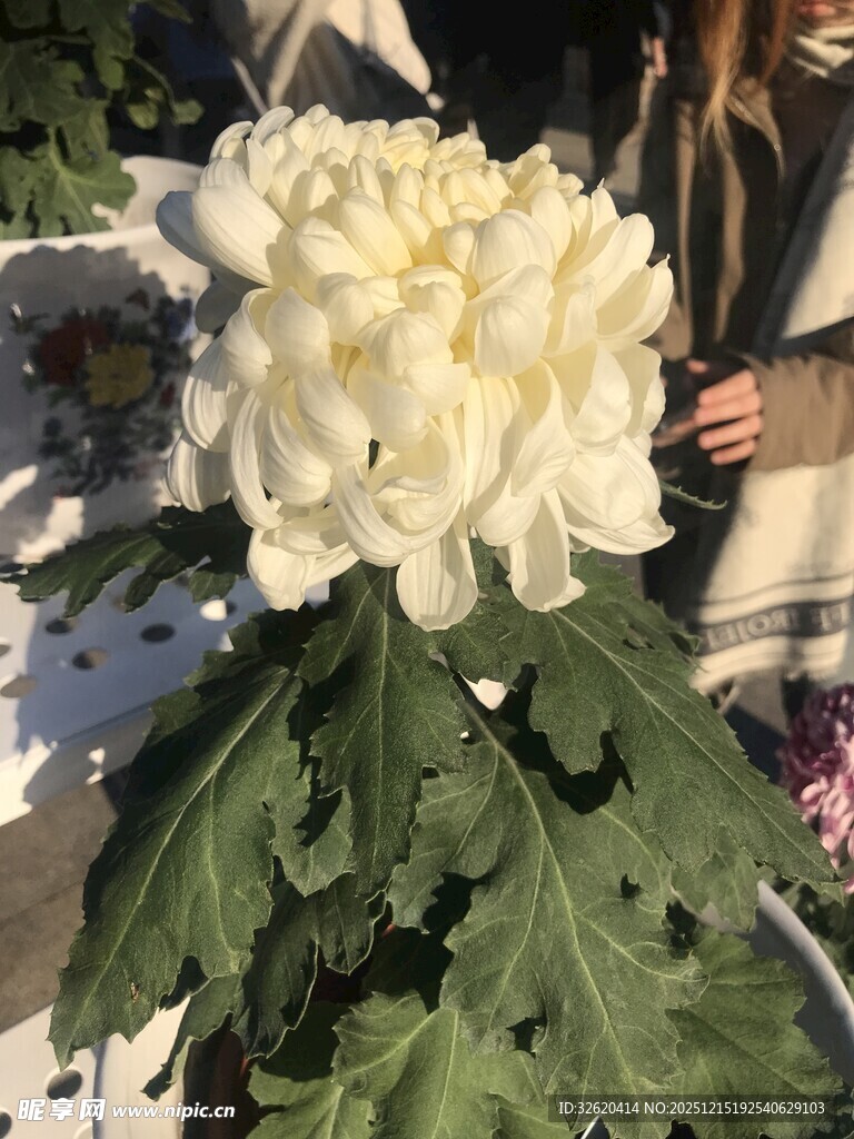 白色大朵菊花