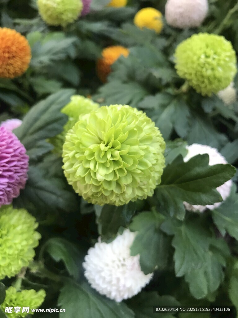 多彩乒乓菊绽放生机
