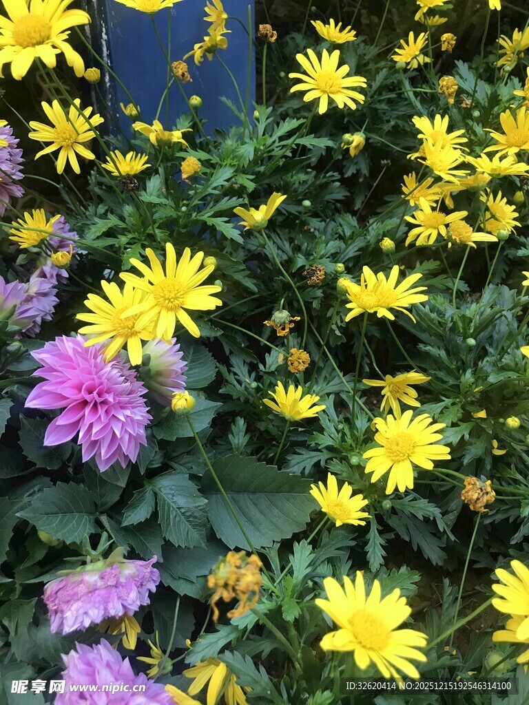 多彩菊花绽放