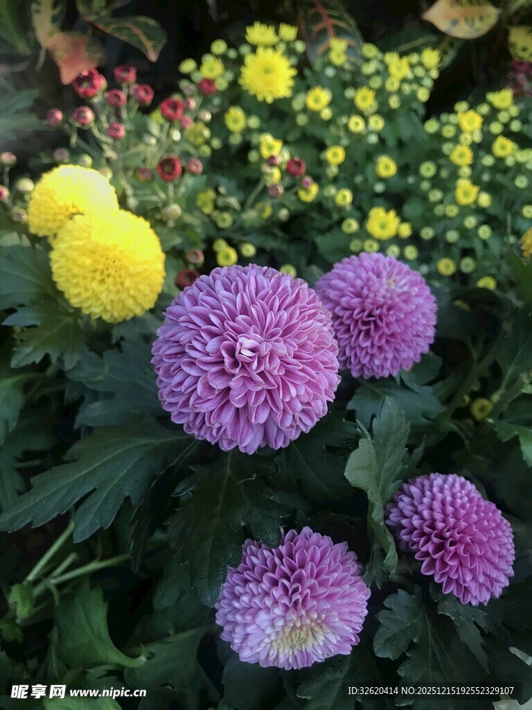 多彩乒乓菊绽放