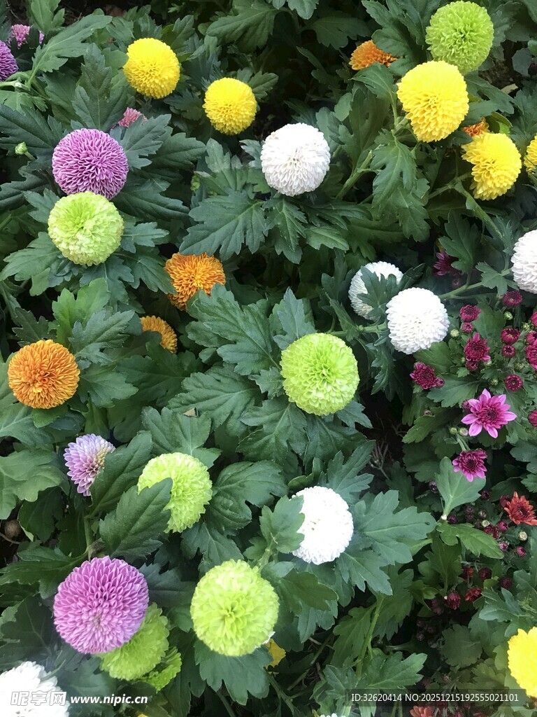 多彩菊花绽放绿叶间