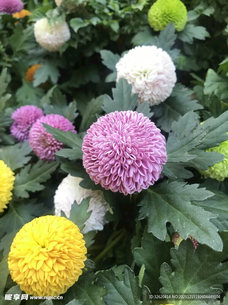 多彩乒乓菊绽放美丽