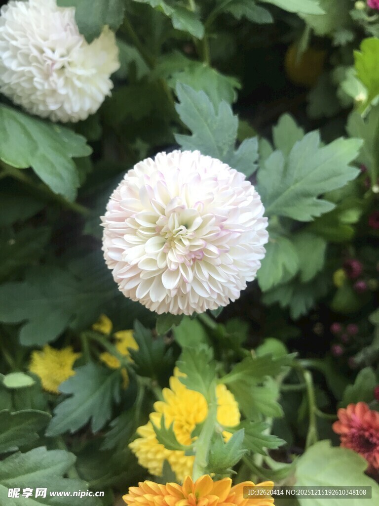 白菊绽放于多彩花丛中
