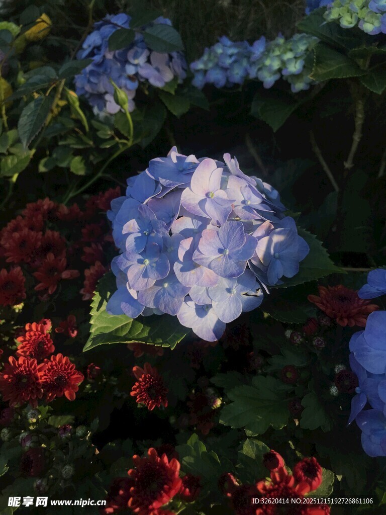 蓝紫绣球与周边花卉