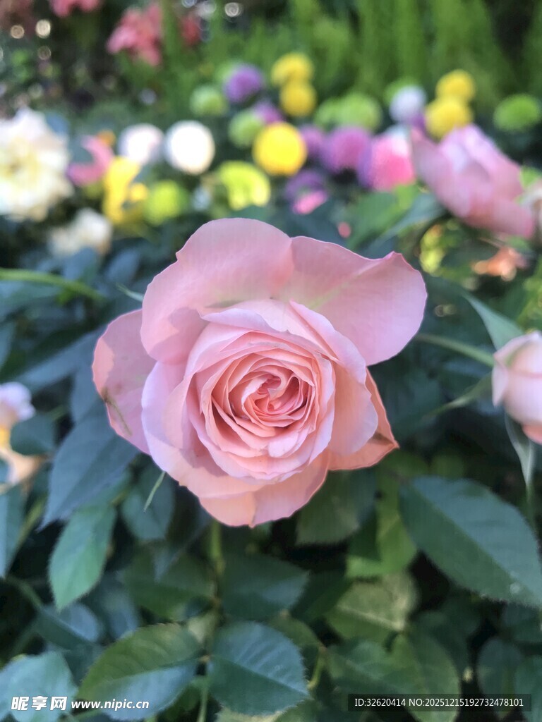 粉色玫瑰绽放