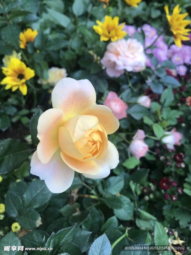 黄玫瑰绽放