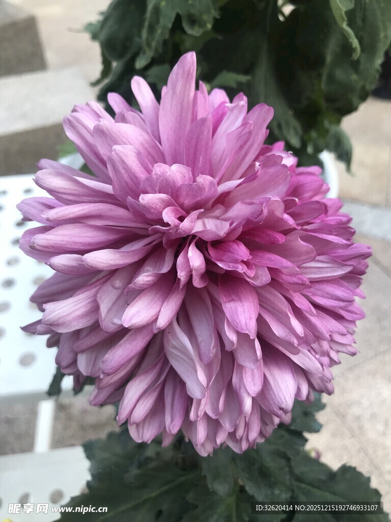 紫色菊花
