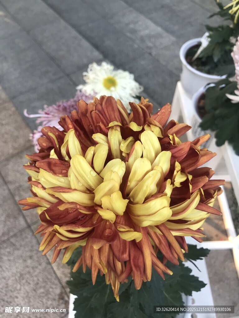 绚丽多彩菊花绽放