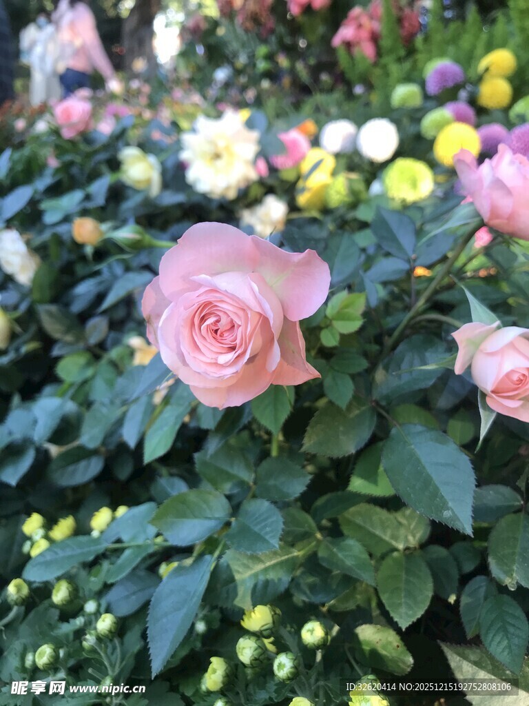 娇艳玫瑰绽放