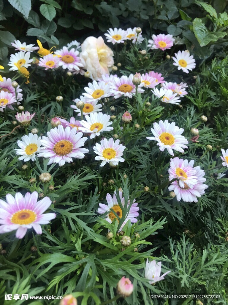 多彩雏菊绽放