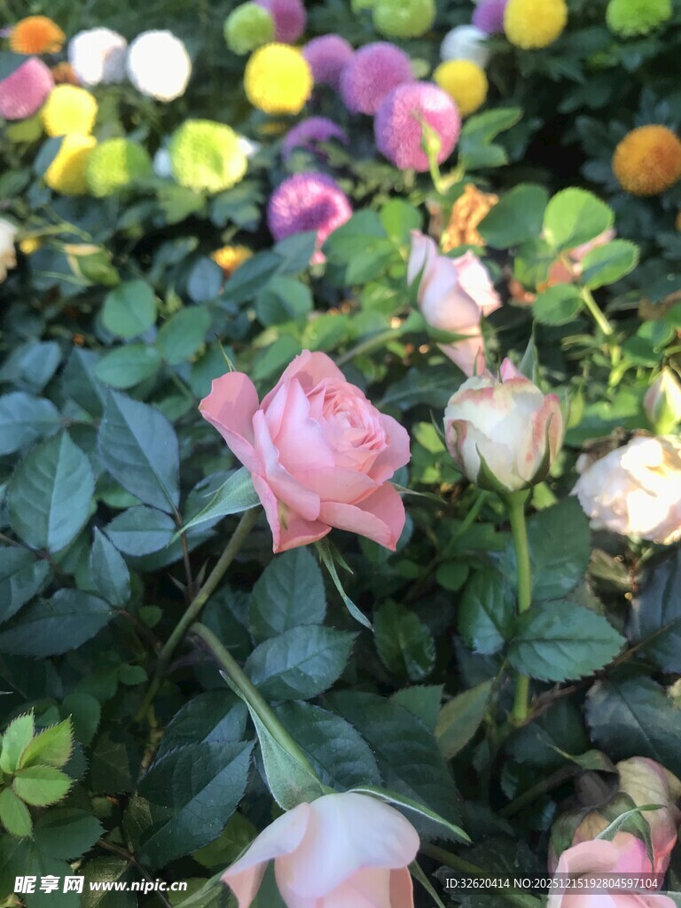 多彩花卉绽放