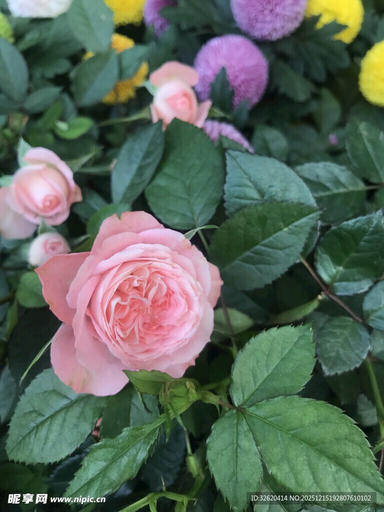 娇艳多彩月季花绽放