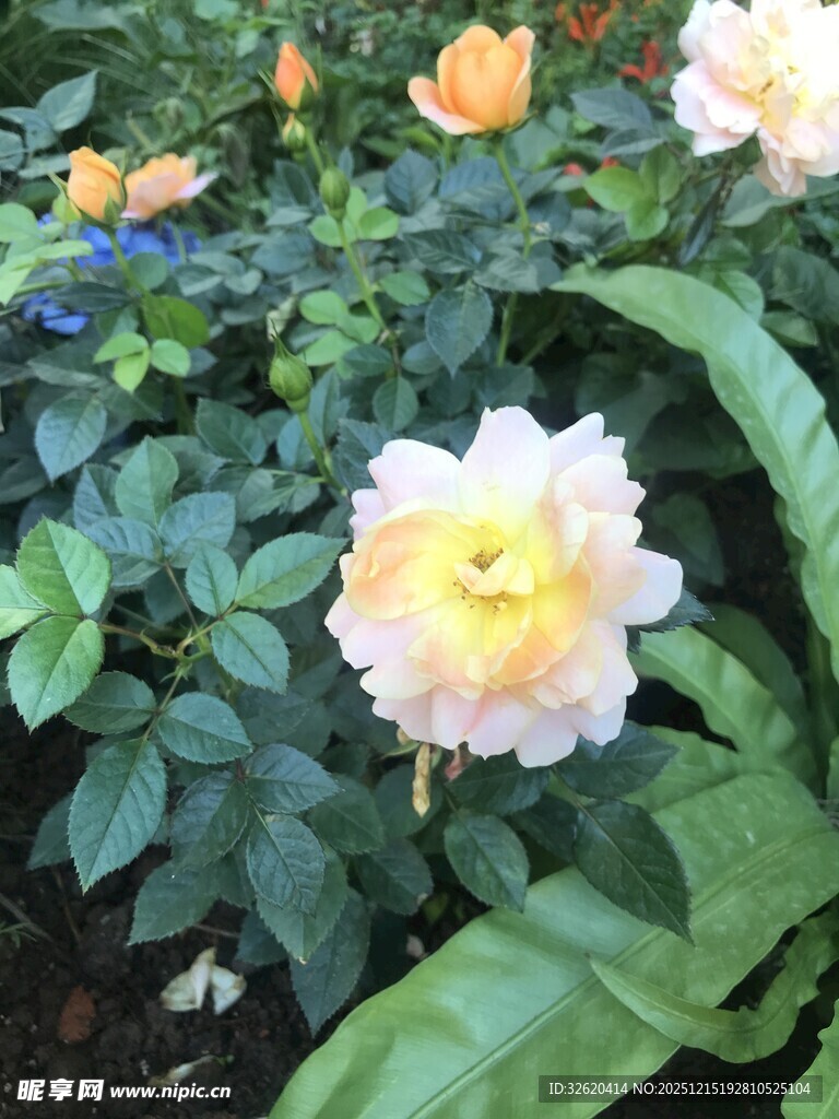 多彩月季花