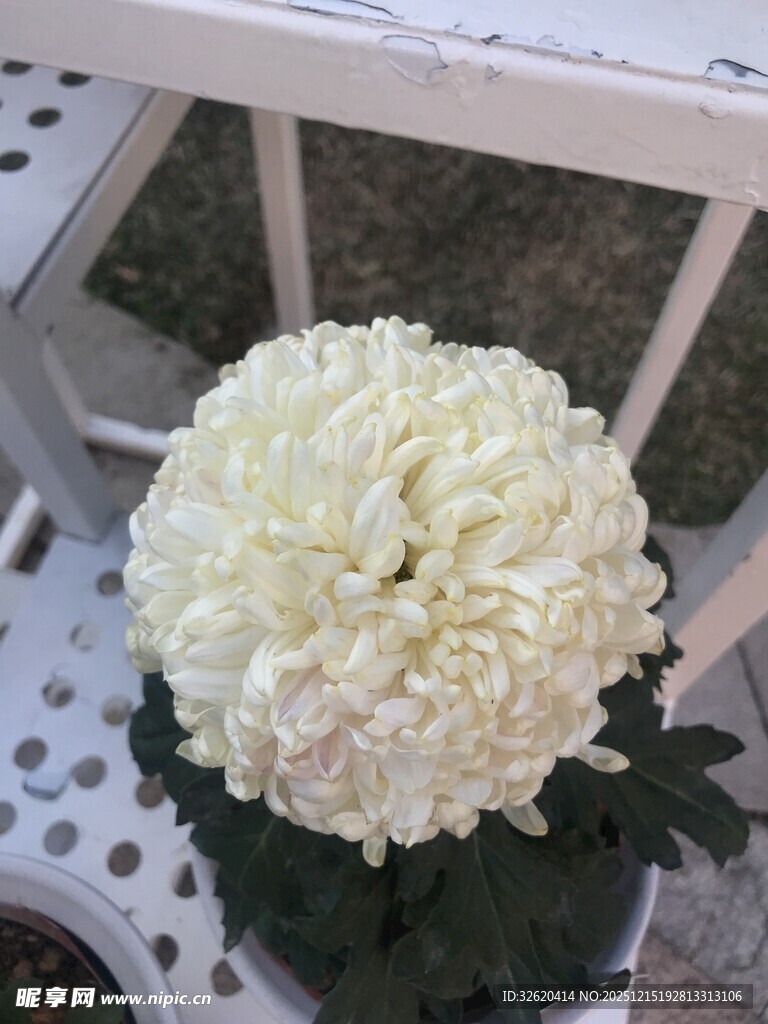 白色菊花