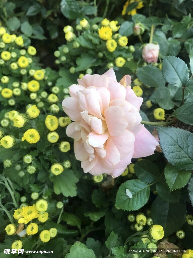 粉玫瑰绽放