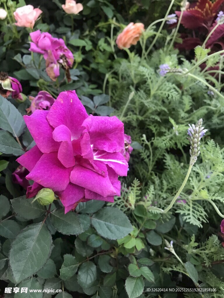 娇艳玫红花朵绽放