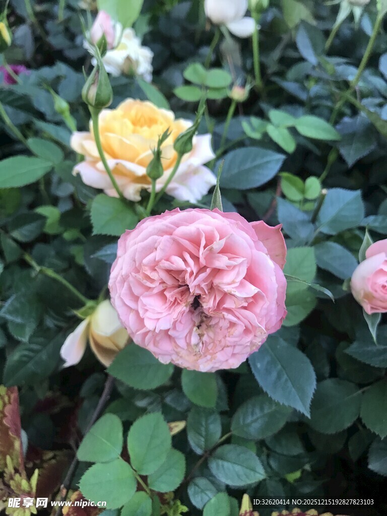盛开玫瑰花