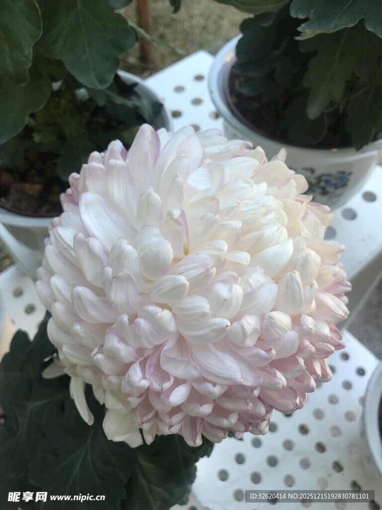粉白菊花