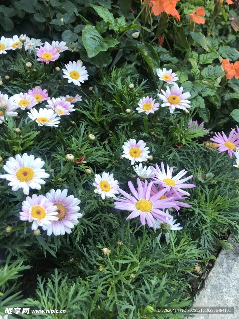 多彩雏菊绽放于绿植间