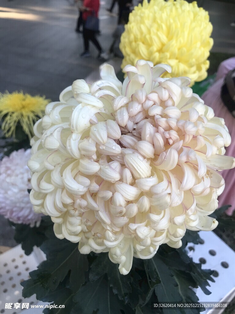 白色菊花