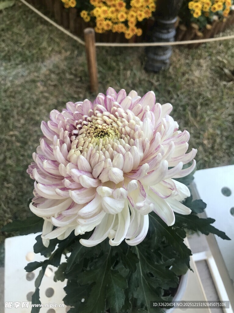粉色大朵菊花