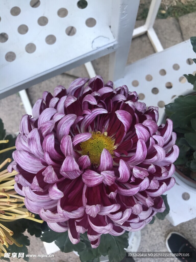 紫粉菊花
